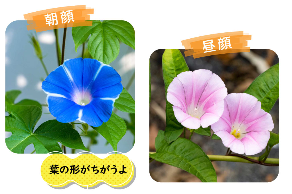 朝顔昼顔