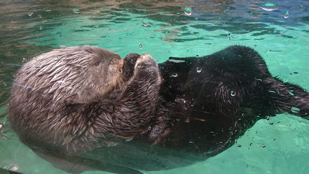 「マリンワールド海の中道」のラッコ（福岡県/福岡市）