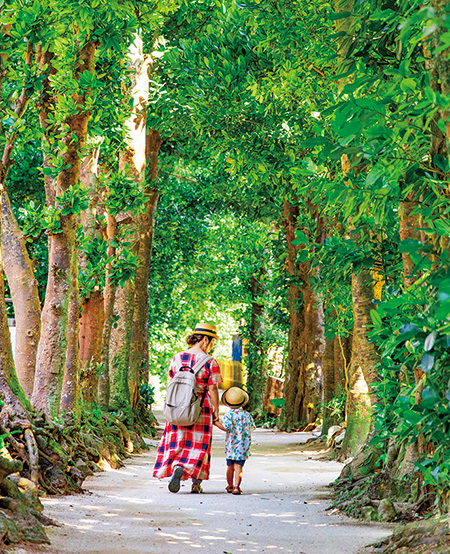 備瀬のフクギ並木（沖縄県／本部町）
