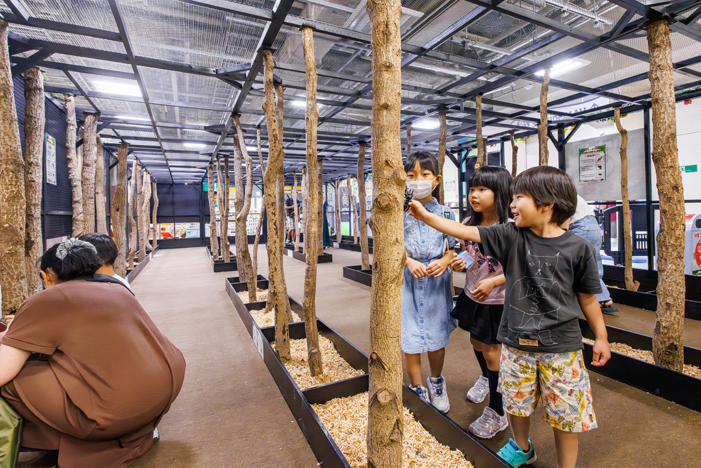 カブトムシ・クワガタのふれあい/東京ジョイポリス＆イベント会場「カブト・クワガタふれあいの森」（東京都/港区）