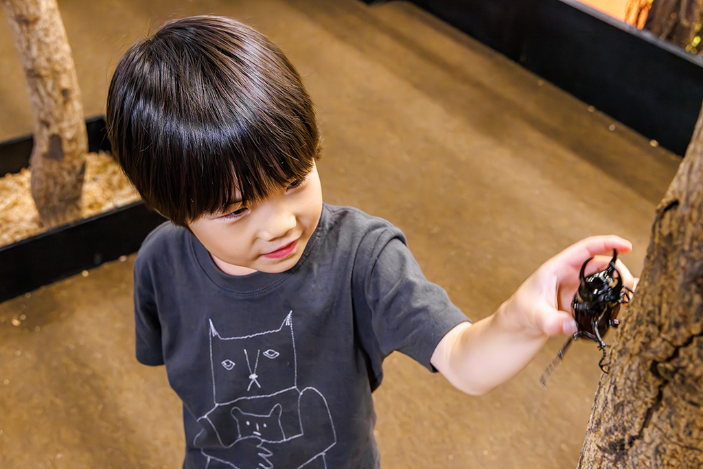 カブトムシ・クワガタのふれあい/東京ジョイポリス＆イベント会場「カブト・クワガタふれあいの森」（東京都/港区）