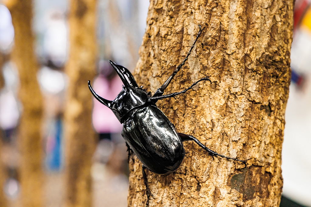 クワガタ/東京ジョイポリス＆イベント会場「カブト・クワガタふれあいの森」（東京都/港区）