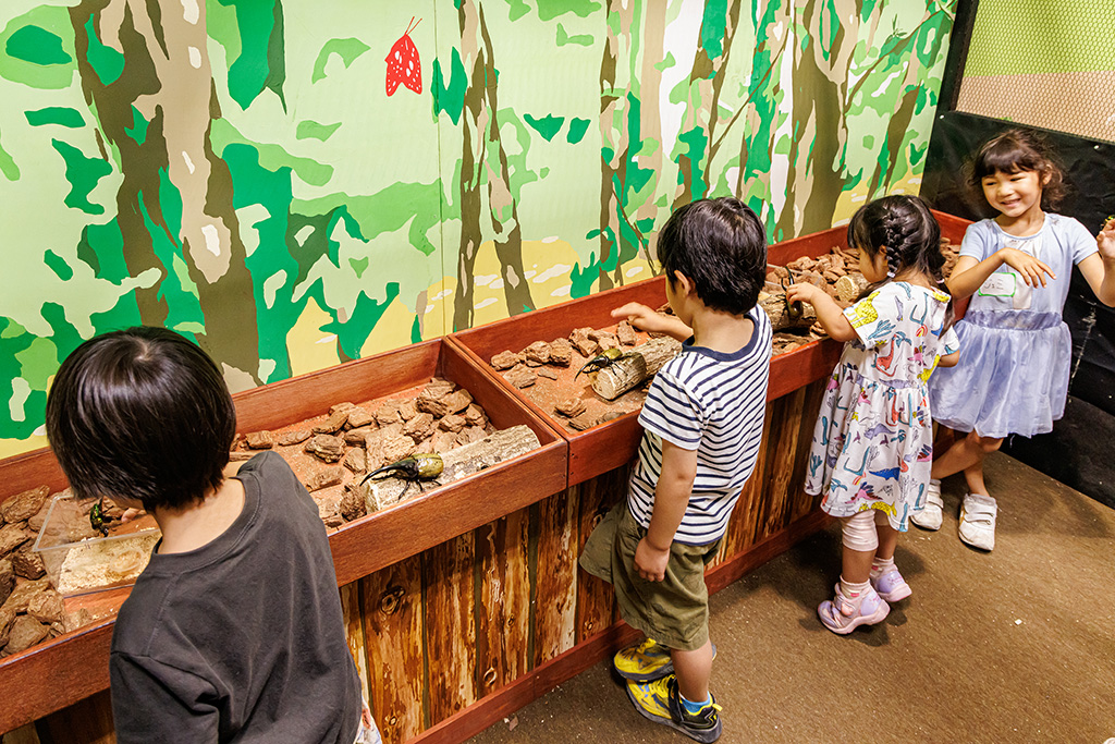 カブトムシ・クワガタのふれあい/東京ジョイポリス＆イベント会場「カブト・クワガタふれあいの森」（東京都/港区）