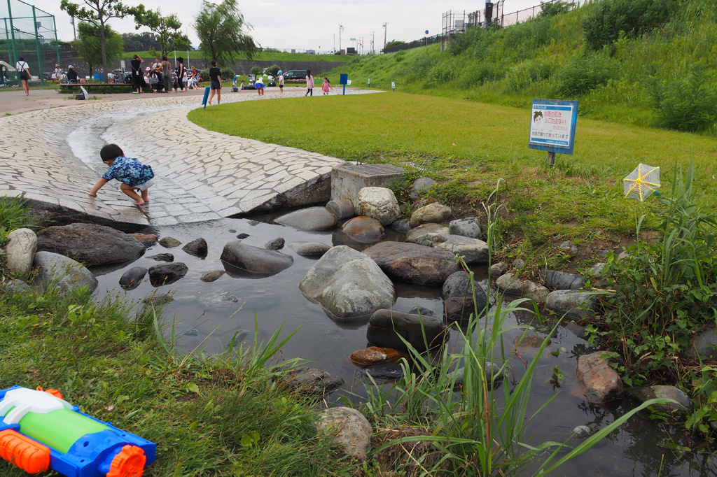 水辺の植物が生育した自然な水路/境川遊水地公園(神奈川県/横浜市)