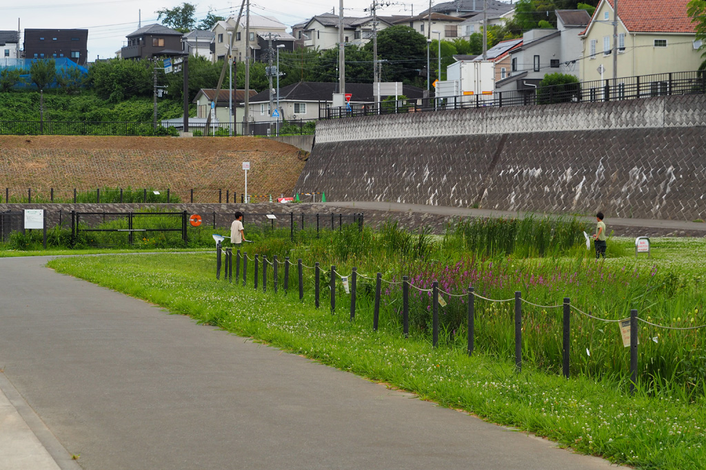 草の広場の奥には湿生花園と沈砂池があり、たくさんの水辺の生きものが暮らしている/境川遊水地公園(神奈川県/横浜市)