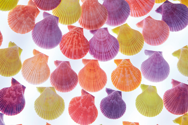 シェルミュージアム/ 古宇利オーシャンタワー（沖縄県／今帰仁村）