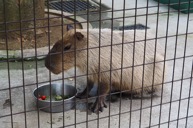 カピパラ／平塚市総合公園（神奈川県／平塚市）