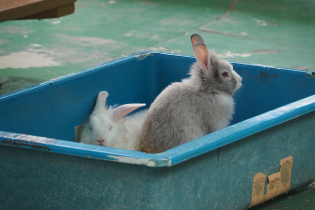 ウサギ／平塚市総合公園（神奈川県／平塚市）