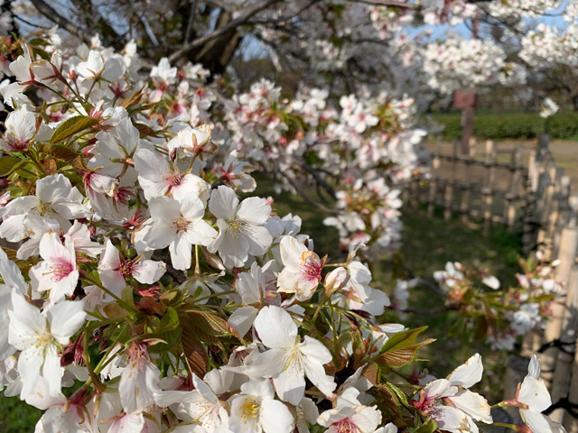 季節ごとに咲く美しい花々も魅力／平塚市総合公園（神奈川県／平塚市）