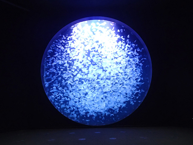 直径約5mのクラゲドームシアター/鶴岡市立加茂水族館(山形県/鶴岡市)