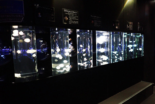 円柱型の水槽が並ぶクラゲチューブ/鶴岡市立加茂水族館(山形県/鶴岡市)