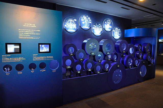 クラゲサイエンス/新江ノ島水族館(神奈川県/藤沢市)