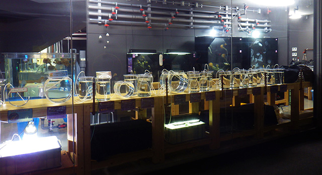 クラゲの調査・研究・繁殖に取り組んでいる「クラゲ研修室」/九十九島水族館海きらら(長崎県/佐世保市)