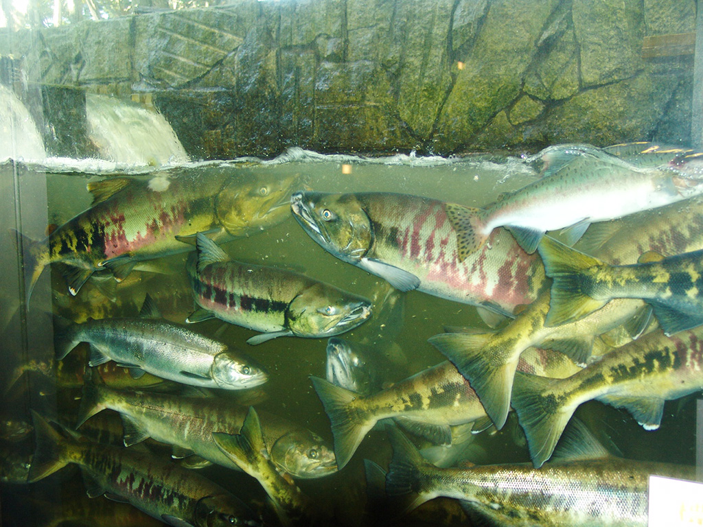 標津サーモン科学館(サケの水族館)(北海道/標津町)