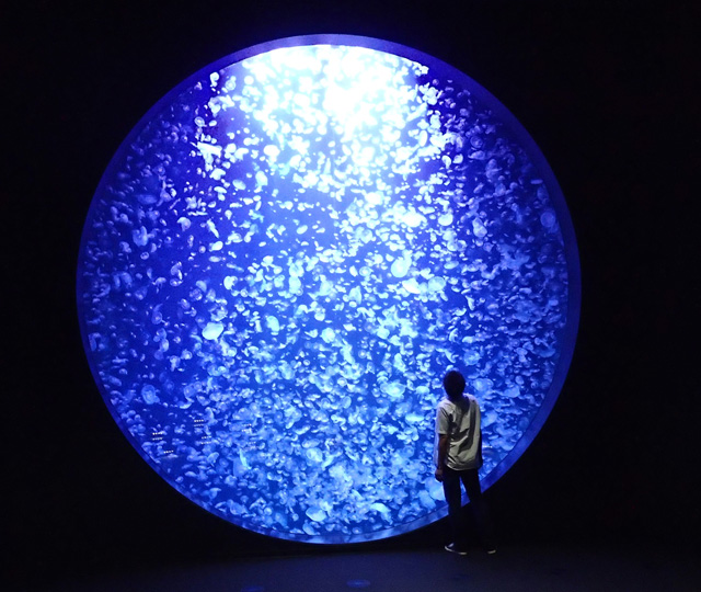 クラゲの種類や生態を解説！おすすめ水族館10選では幻想的な水槽やラボにも注目