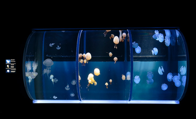 3種のクラゲが観察できる、すみだ水族館のドラム型水槽