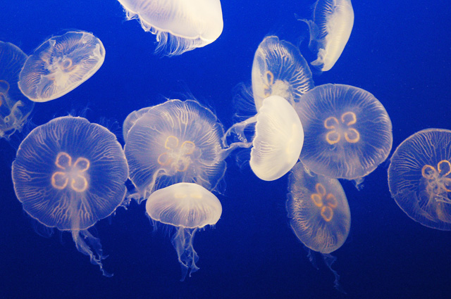 水中を浮遊しているミズクラゲ