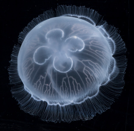 透明なミズクラゲ