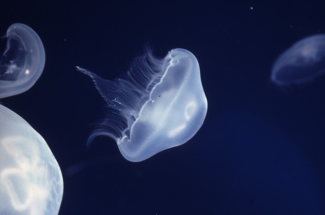 クラゲには目と口と腕はある