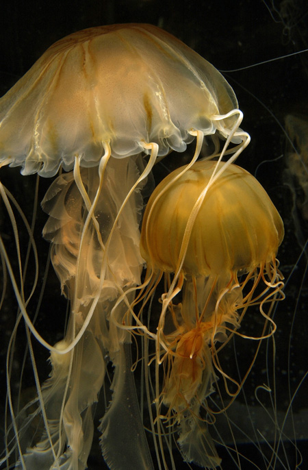 触手に毒針があります