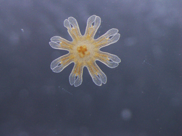 ミズクラゲの「エフィラ」はこんな形をしています