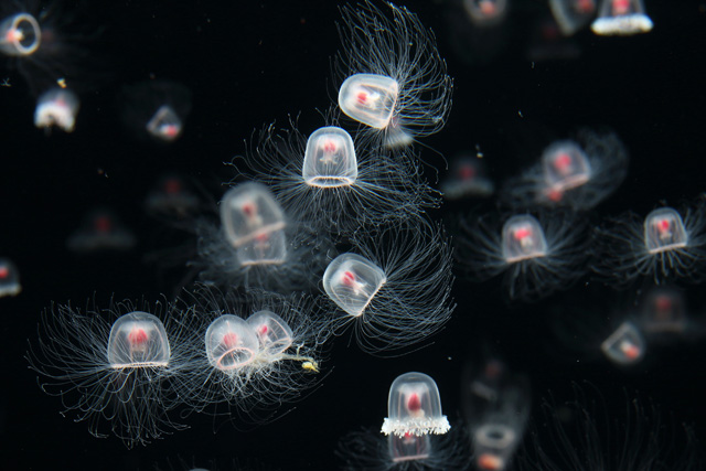 “不老不死”といわれるベニクラゲ