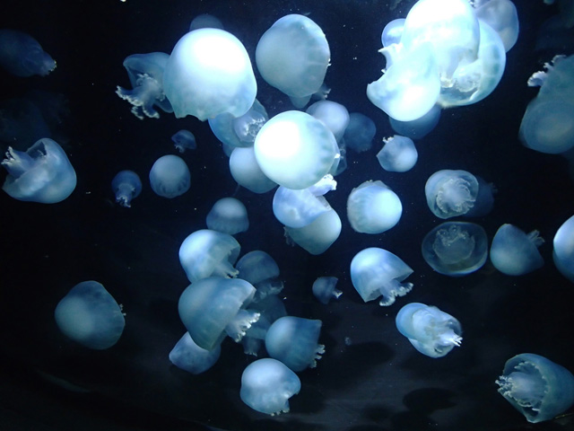 ときどき泳ぎますが、ほぼ泳がず、潮の流れに身をまかせて浮遊しているクラゲ