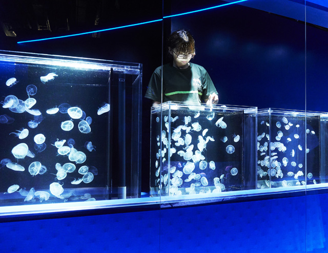 京都水族館の小さなクラゲたちにスタッフが食事をあげています