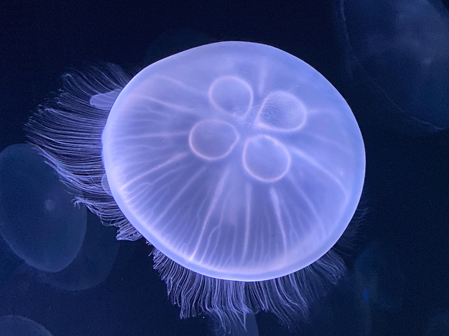 4つの丸い模様が特徴的な「ミズクラゲ」