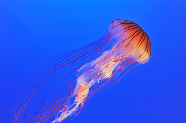 傘部分はまるで雨傘のようで、長くて赤い触手が印象的な「アカクラゲ」