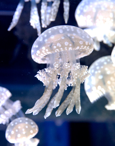 8本の足(口腕)から和名がついている「タコクラゲ」