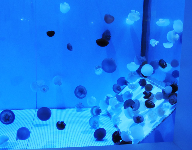 水槽の中を浮遊する「カラージェリーフィッシュ」