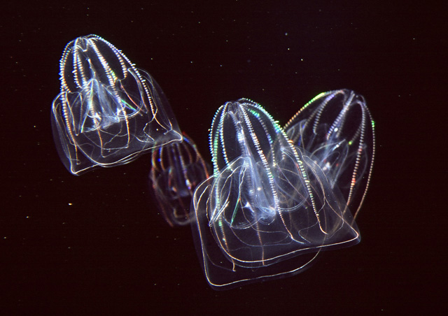 光っているように見えるのは発光しているのではなく光を反射している「カブトクラゲ」