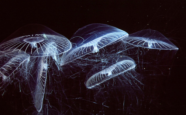 お椀のような形をしている「オワンクラゲ」