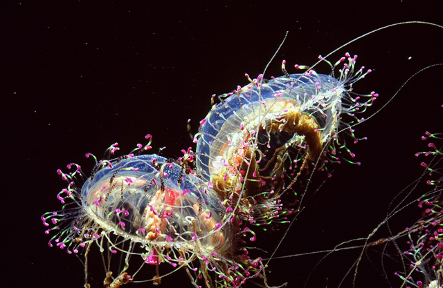 見た目がかなり派手な「ハナガサクラゲ」