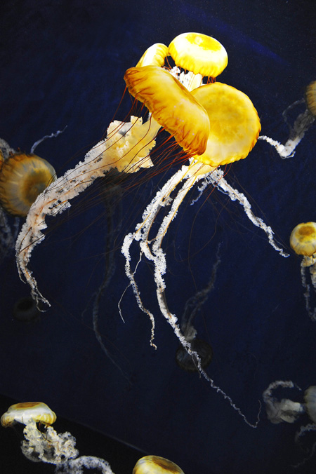 アカクラゲとよく似ている「パシフィックシーネットル」