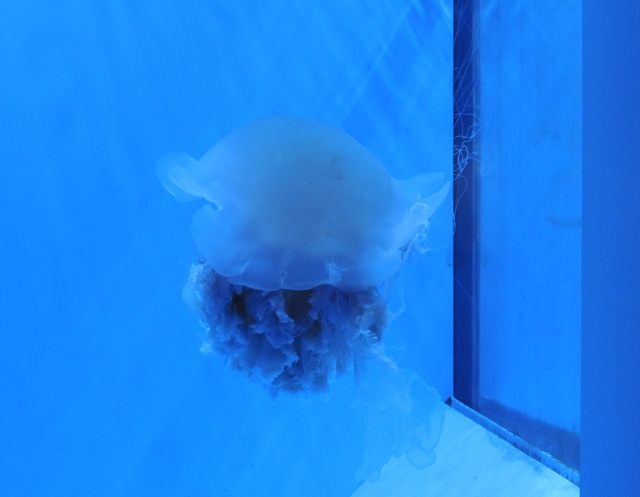 丸っこくてずんぐりしている「ユウレイクラゲ」