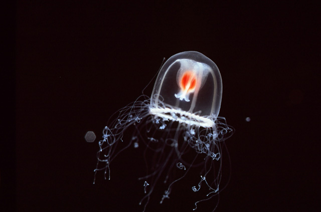 カラダの中心部が赤い「ベニクラゲ」