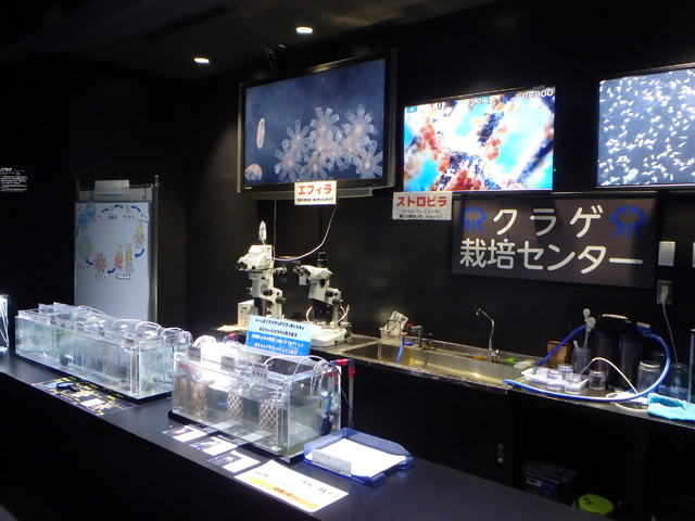 クラゲ栽培コーナー/鶴岡市立加茂水族館(山形県/鶴岡市)