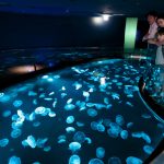 クラゲの種類や生態を解説！おすすめ水族館10選では幻想的な水槽やラボにも注目