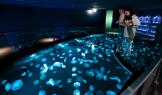 足元にミズクラゲがいっぱいのビッグジャーレ/すみだ水族館(東京都/墨田区)
