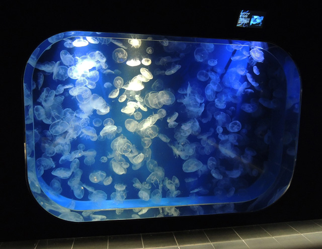 生体展示ゾーンのミズクラゲ水槽/鴨川シーワールド(千葉県/鴨川市)