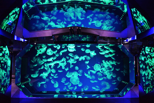 鏡を使った演出で幻想的な空間をつくりだしているミズクラゲ水槽/名古屋港水族館(愛知県/名古屋市)