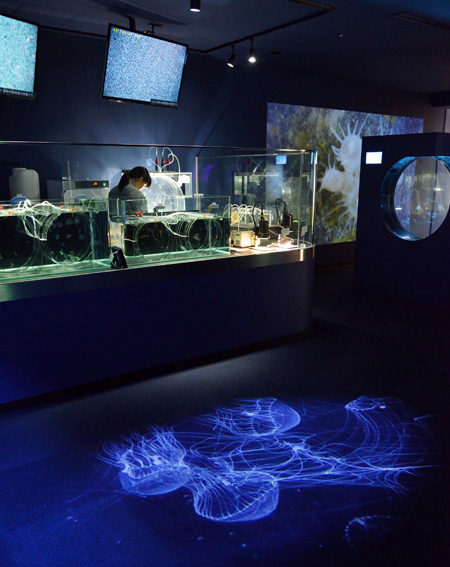 クラゲが赤ちゃんから大人になるまでの成長過程を観察できるクラゲラボコーナー/名古屋港水族館(愛知県/名古屋市)