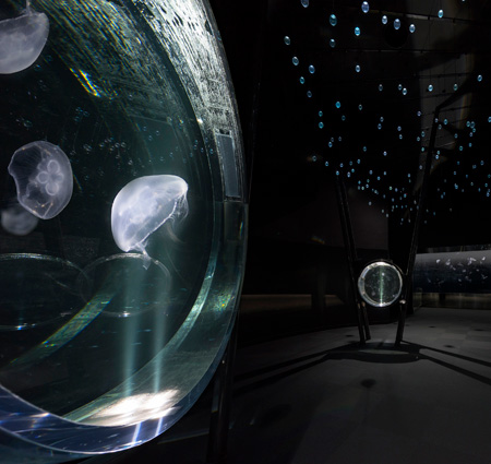 空間を贅沢に使った展示スタイルの「海月銀河」/海遊館(大阪府/大阪市)