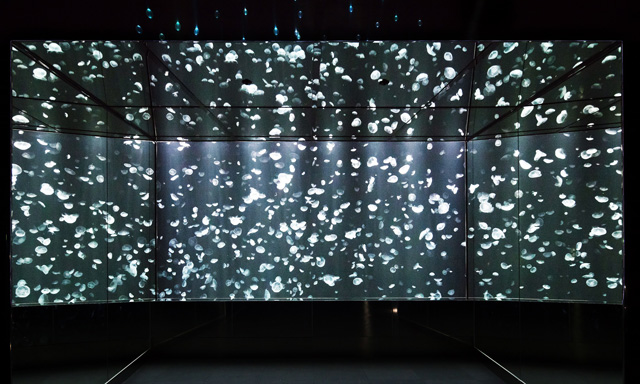 鏡を使った水槽はどこか神秘的です/海遊館(大阪府/大阪市)