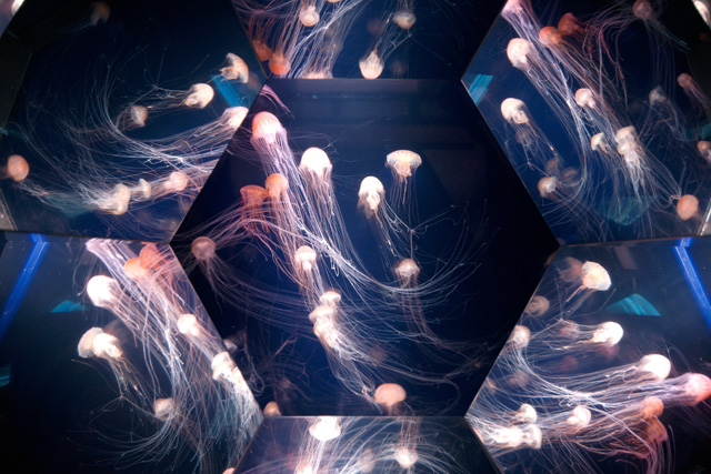 さまざまな水槽があり幻想的な演出も/九十九島水族館海きらら(長崎県/佐世保市)