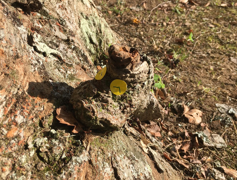 ネイチャーゲーム秋