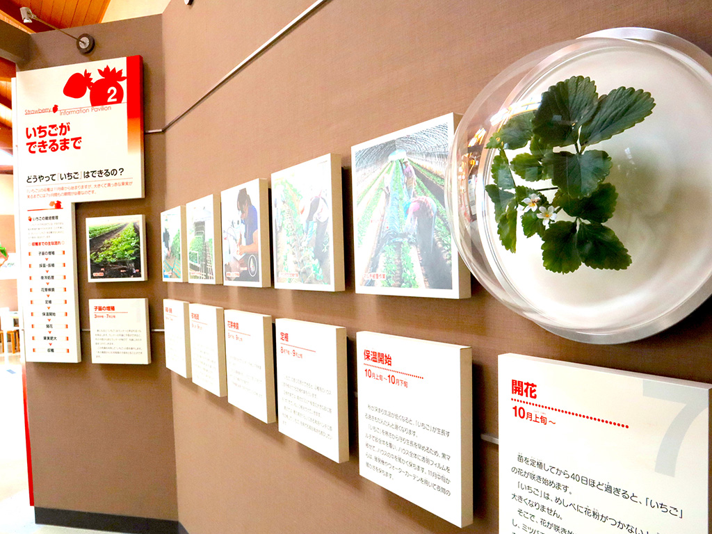 栃木県の特産品「いちご」