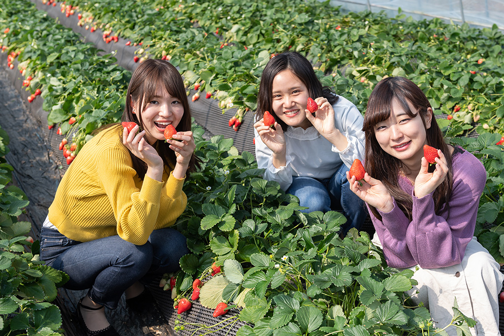 栃木県の特産品「いちご」